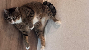 Lost Pet: Spyro