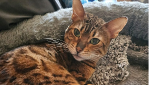 Lost Pet: Cleopatra