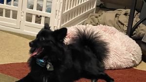 Lost Pet: Sasha