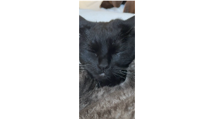 Lost Pet: Oscar