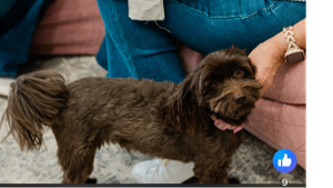 Lost Pet: Bridget
