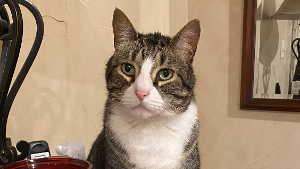 Lost Pet: Echo
