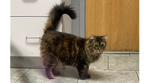 Lost Pet: BJORK