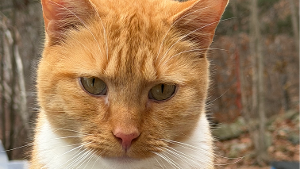 Lost Pet: Cheeto puff