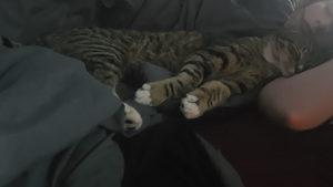 Lost Pet: Heelflip