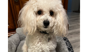 Lost Pet: Riley