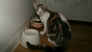 Lost Pet: Kitty