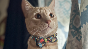 Lost Pet: Link
