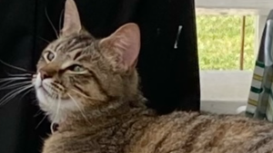 Lost Pet: POPPY