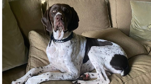 Lost Pet: Willow