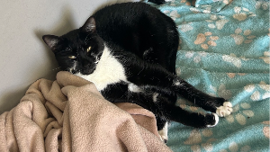 Lost Pet: Rain