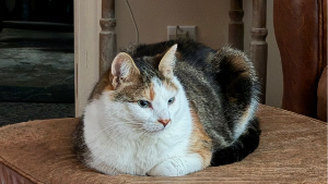 Lost Pet: Winnie