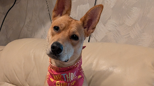 Lost Pet: Iris