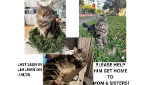 Lost Pet: Quinn