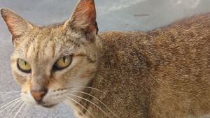Lost Pet: Sweetie