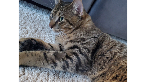 Lost Pet: Oliver