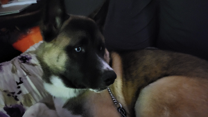 Lost Pet: Edmund