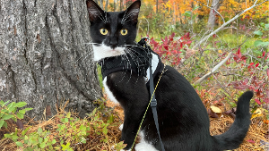 Lost Pet: Müs