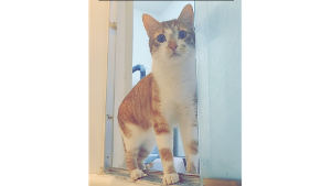 Lost Pet: Maverick