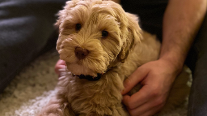 Lost Pet: Murphy Franchik