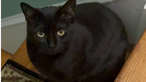 Lost Pet: Mia
