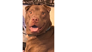 Lost Pet: WALKER