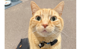 Lost Pet: Archie Salina