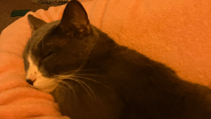 Lost Pet: Merlin