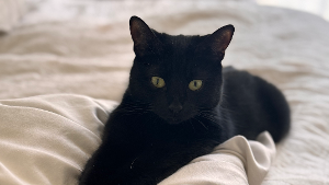 Lost Pet: McKinney