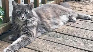Lost Pet: Abe