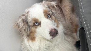 Lost Pet: Sy