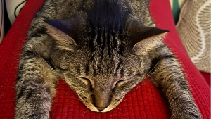 Lost Pet: Tabby