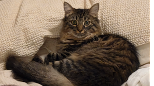 Lost Pet: Verso