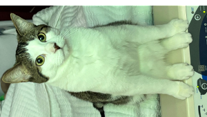 Lost Pet: Oliver