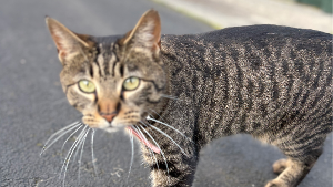 Lost Pet: Belle