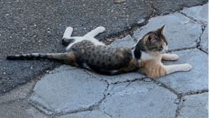 Lost Pet: pumpkin