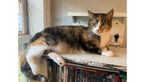 Lost Pet: Daisy