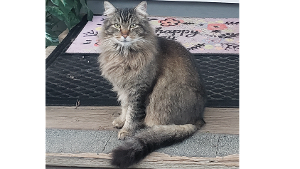 Lost Pet: BROWN FLUFFY