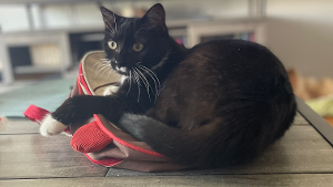 Lost Pet: Whiskey