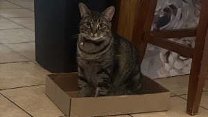 Lost Pet: Achilles