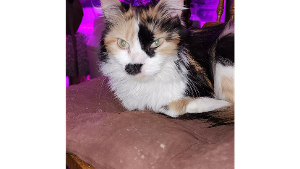 Lost Pet: Angel