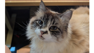 Lost Pet: Pheobe