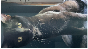 Lost Pet: Kiva