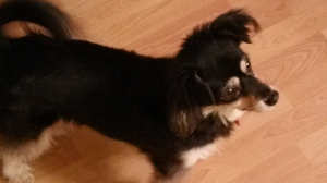 Lost Pet: Sadie