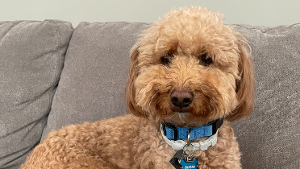Lost Pet: Duncan