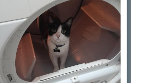 Lost Pet: Plex
