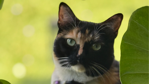 Lost Pet: Zuzu