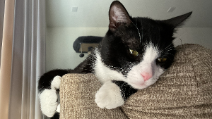 Lost Pet: Tommy