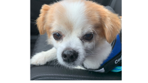 Lost Pet: Cody