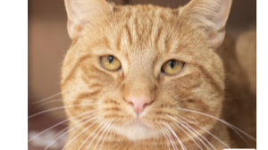 Lost Pet: Chase